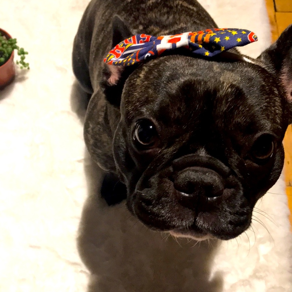 Astros Doggie Bow Headband